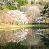水面に映る半田山の桜