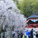 小川諏訪神社 参拝者と桜