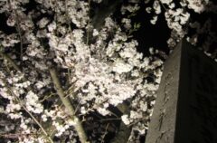 信夫山桜まつり