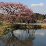 芳水の桜　鏡桜