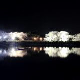 国見町観月台公園 夜桜ライトアップ
