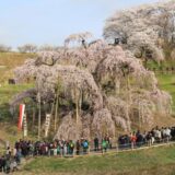 三春滝桜を東(道路側)から望む