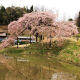 田んぼに映る中島の地蔵桜