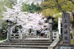 土津神社の桜