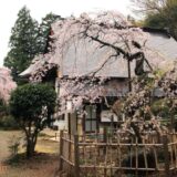 大蔵寺 稚児桜