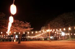 霞ヶ城公園夜桜ライトアップ