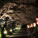岳温泉 桜坂ライトアップ