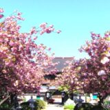 常光寺の八重桜