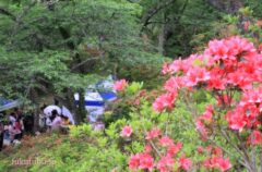 ひがししらかわフラワー＆ご当地キャラフェスタin矢祭山公園