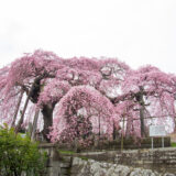 日輪寺の枝垂桜