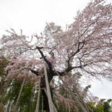 鏡石寺の枝垂れ桜