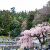 常泉寺の枝垂れ桜