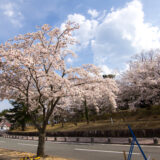 楢葉町 天神岬公園の桜