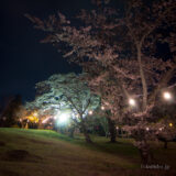 福島市 大森城山桜まつりライトアップ