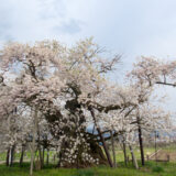 会津美里町 法用寺虎の尾桜と米沢の千歳桜