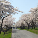 猪苗代町 町営磐梯山牧場の桜並木
