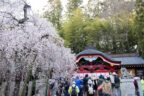 小川諏訪神社 しだれ桜まつり @ いわき市 | いわき市 | 福島県 | 日本