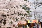 信夫山公園桜まつり 桜のライトアップ 2023 @ 福島市 | 福島市 | 福島県 | 日本