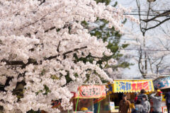 信夫山桜まつり