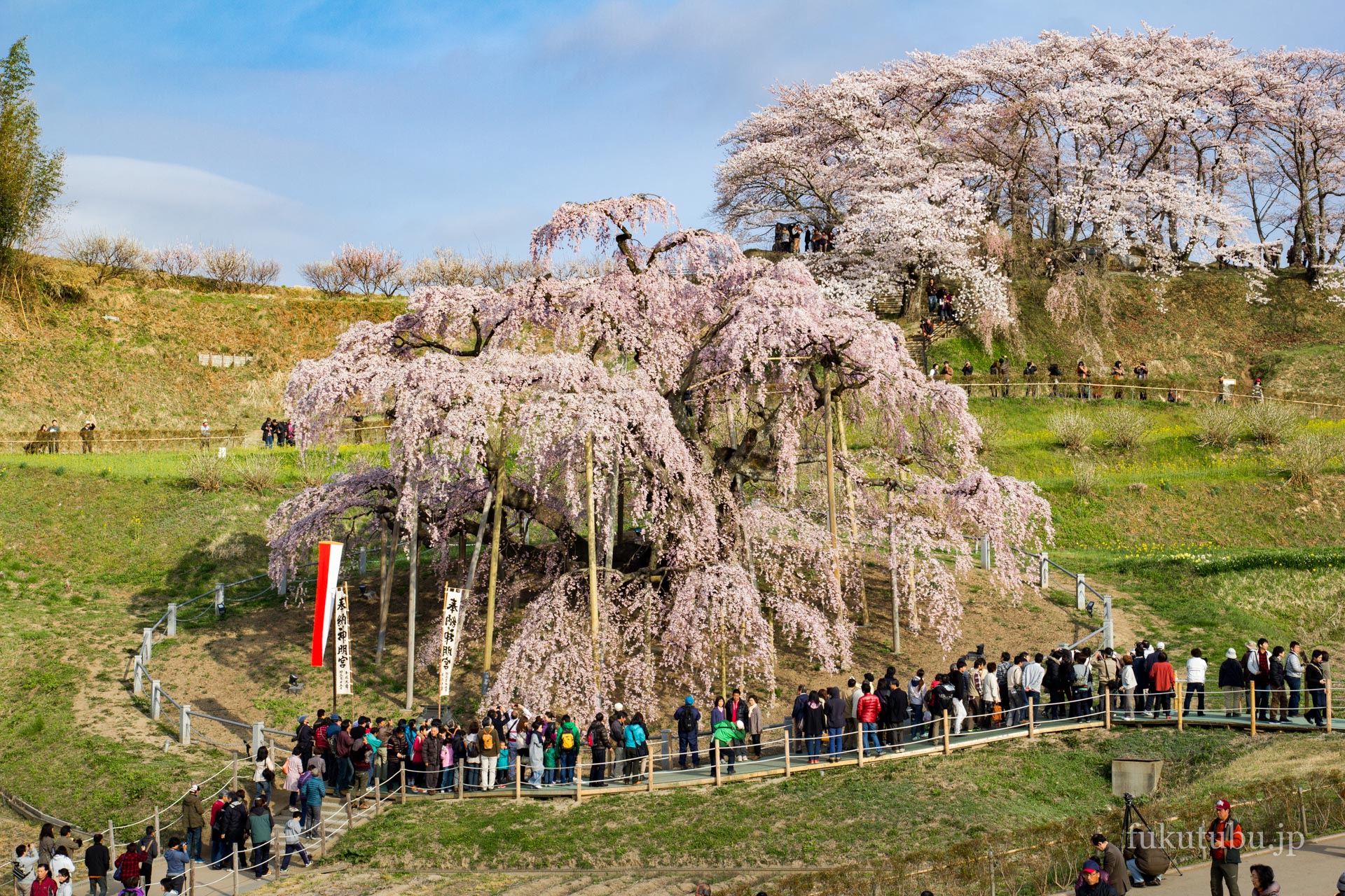 福島県を代表する桜の名所が粒揃い あぶくま高地 国道349号線で行く桜めぐり | 福島県を楽しむ観光情報サイト ふくつぶ