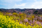 花見山桜の開花シーズン（ふくしま花回廊シーズン）2023 @ 福島市 | 福島市 | 福島県 | 日本