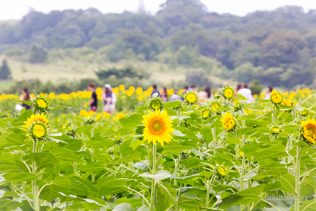 Fukuhiki Plateau Summer Festival Held at Fukushima's Mt. Hanamiyama