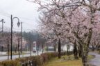 さゆり公園 夜桜ライトアップ @ 西会津町 | 西会津町 | 福島県 | 日本