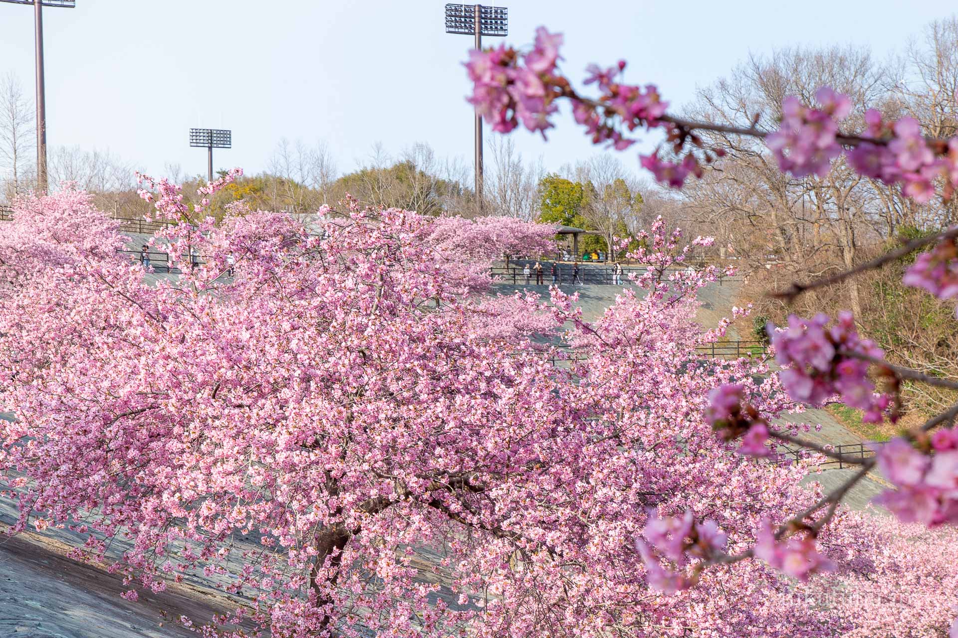 河津桜スタジアムに広がる観桜の賑わい 21世紀の森公園の河津桜